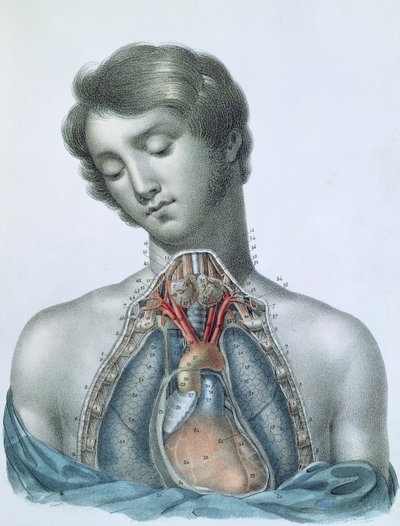 The heart and organs in the chest, from 